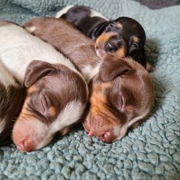 Dachshund Puppies from Bluegum Dachshunds