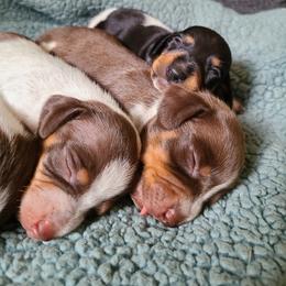 Dachshund Puppies from Bluegum Dachshunds
