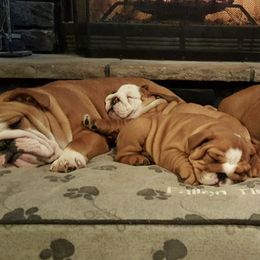 Boxers and Bulldogs from Fallen Timbers Bulldogs