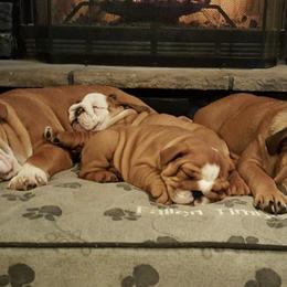 Boxers and Bulldogs from Fallen Timbers Bulldogs