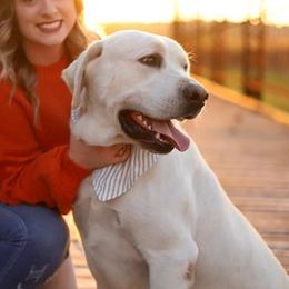 Labrador Retrievers from Misty's Labs