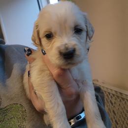 Burgundy - Golden female Golden Retriever puppy in Lucasville, Ohio from Halo Kennels