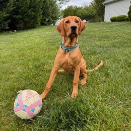 Labrador Retriever All Grown Up from Cedar Mountain Retrievers