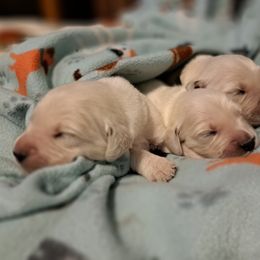 Boy 4 - Light golden male Golden Retriever puppy in Belton, Missouri from Dharma's Way Golden Retrievers