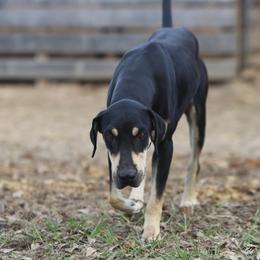 Duke - Catahoula Leopard Dog