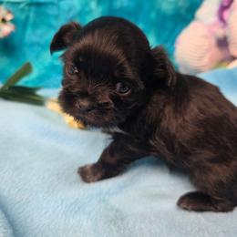 Tiny - Black and white female Shih Tzu puppy in Green Bay, Wisconsin from Kim's Shih Tzus