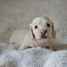 Delilah - Cream female Dachshund puppy in Pasco, Washington from Loyal Lil Dachshunds