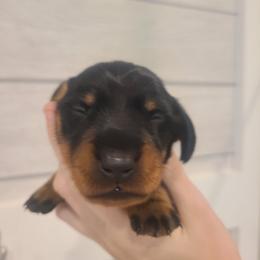Onyx - Black and tan male Dachshund puppy in Okeechobee, Florida from Far Far Away Dachshunds