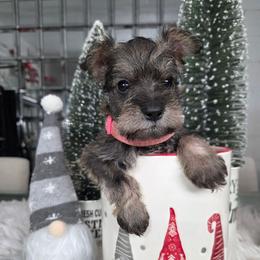 Googie (Pink) - Salt and pepper female Miniature Schnauzer puppy in Titusville, Florida from Alysha's Grandbabies