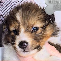 Hickory Leaf - Sable and white female Shetland Sheepdog puppy in Elberton, Georgia from Ioney's Southern Paws Shelties, Frenchies, and Yorkies