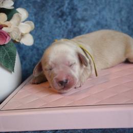 Yellow collar (Simon) - Cream male Dachshund puppy in Pace, Florida from Shoebox Doxie’s
