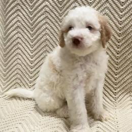 Pumba - Cream male Aussiedoodle puppy in Rainbow City, Alabama from Creek Bend Farm