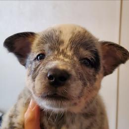 Eye patch - Blue mottled male Australian Cattle Dog puppy in Lenoir, North Carolina from Blue Coyote Ranch