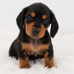 Maybell - Black and tan female Dachshund puppy in Desloge, Missouri from Snows Doxies