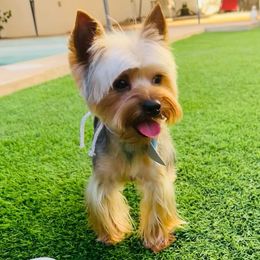 Romeo - Yorkshire Terrier