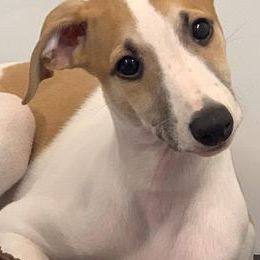 Whippets from Steeling Hearts Kennel