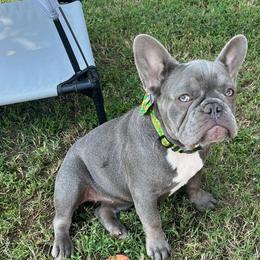 Girl 3 - Blue French Bulldog puppy in Tennessee from West Tennesse Frenchies
