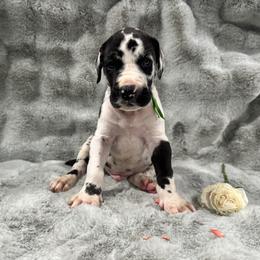 Great Dane Puppies from Catskills Greatest Danes