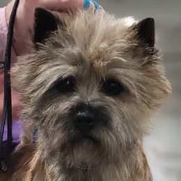 Bernese Mountain Dogs and Cairn Terriers from CreekTop