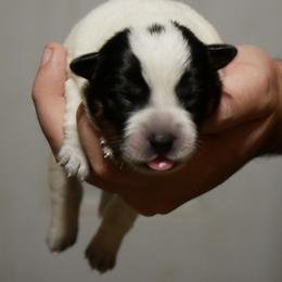 Candy - Blue mottled female Australian Cattle Dog puppy in Buffalo Valley, Tennessee from Buffalo Valley Breeders