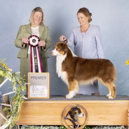 Extra - Australian Shepherd