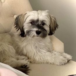 Havana Silk Dog and Poodle Puppies from Havana Silk Romance