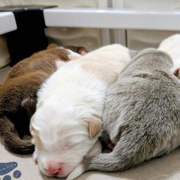 Border Collie puppies from Double4farms