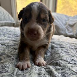 Maverick - Red tri-color male Australian Shepherd puppy in Grants Pass, Oregon from Carmel Mountain Aussies