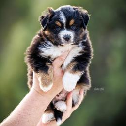 Brio - Black tri male Miniature American Shepherd puppy in Herriman, Utah from Painted Blue Aussies