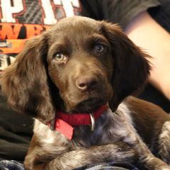 Small Munsterlander Pointer Puppies from Vom Eiswald Kleine Munsterlander
