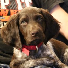 Small Munsterlander Pointer Puppies from Vom Eiswald Kleine Munsterlander