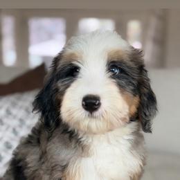 Zero - Tri-color male Bernedoodle puppy in Yuciapa, California from AlltheDoodlez_