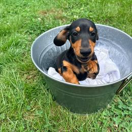 Pickles - Black and tan male Dachshund puppy in Crossville, Tennessee from Golden Mini Farm