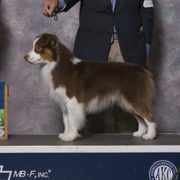 Legend - Miniature American Shepherd