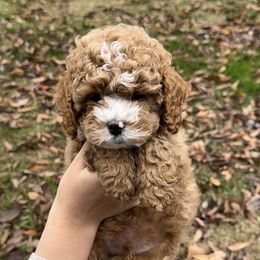 Luke - Apricot male Assorted Doodle Crosses puppy in Yuba City, California from Lucky Day Doodles