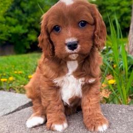 Kirby - Red male Cavapoo puppy in Salt Lake City, Utah from SunnySide Mini Doodles