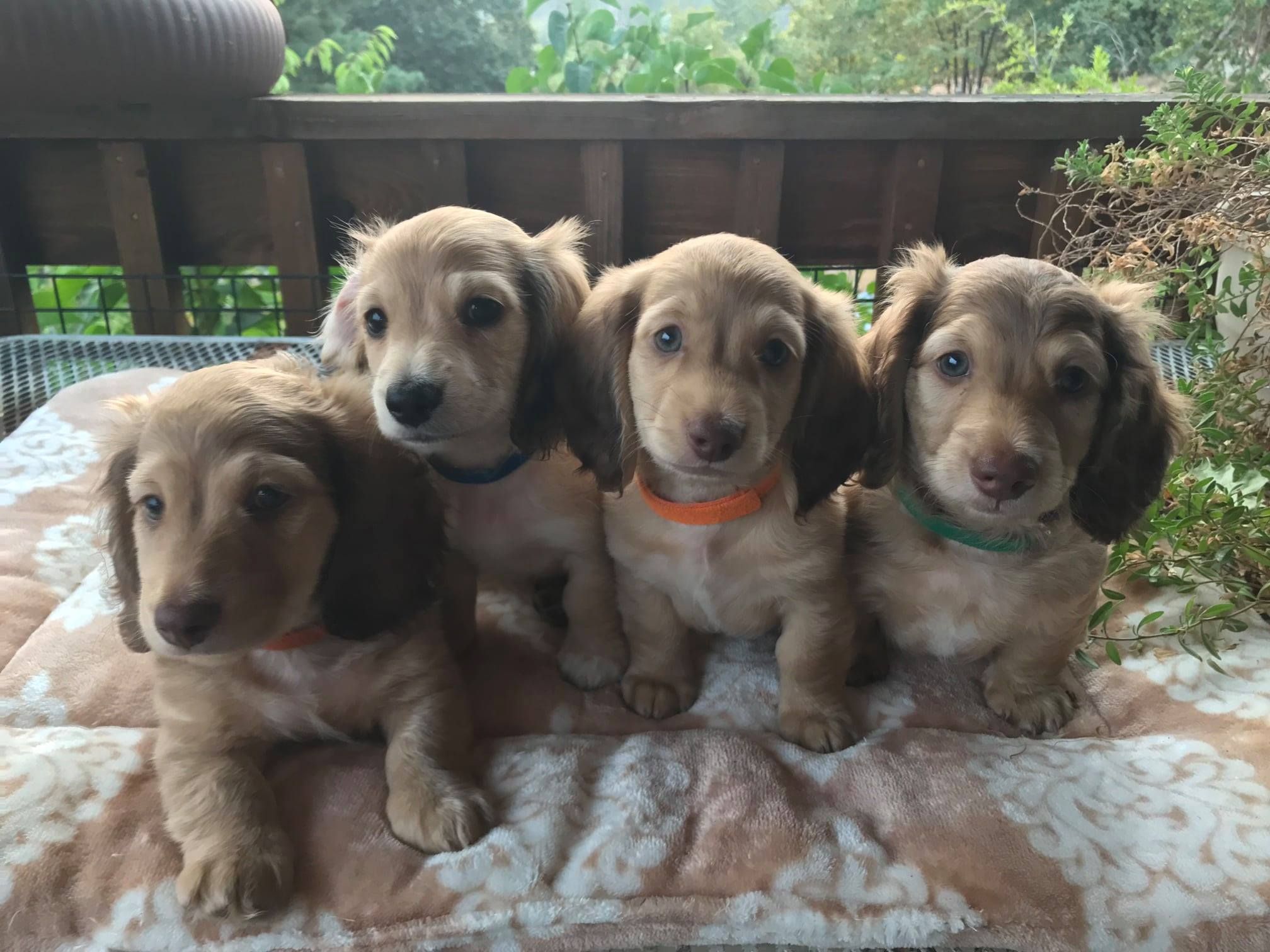 Critter Ridge mini long hair Dachshunds in California | Dachshund ...