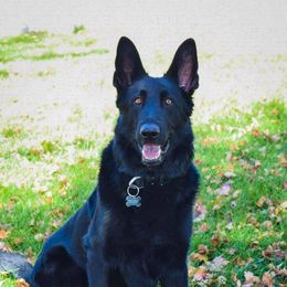 Betis - German Shepherd