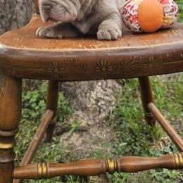 Bettlejuice ( Tito) - Lilac dilute male Chinese Shar-Pei puppy in Minden, Louisiana from Zoey's Waggly Tails