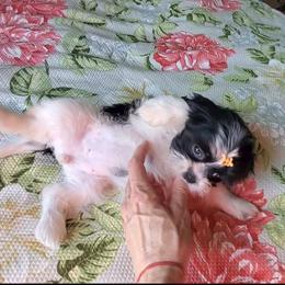 Tiffany (whitest) - Black and white female Shih Tzu puppy in Hillsdale, Michigan from Prairie Fen Farm