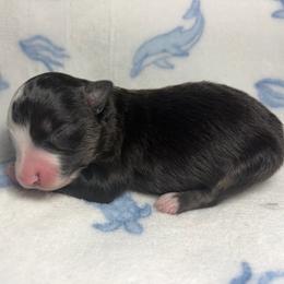 Girl 4 - Black tri female Miniature Australian Shepherd puppy in Ringgold, Louisiana from Barrett's Buddies