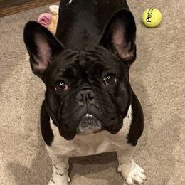 French Bulldogs from Legacy Kennel Club