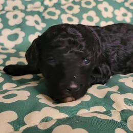 Suzzy - Black female Poodle puppy in Missouri from KDK Missouri Miniature Poodles