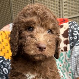 Howard - Brown and white male Saint Berdoodle puppy in Beach, North Dakota from Badland St. Berdoodles LLC