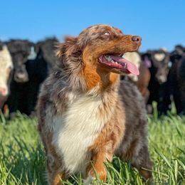 Australian Shepherds from Prairie Creek Aussies