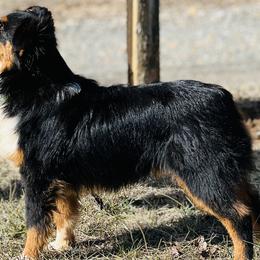 Miniature American Shepherds, Miniature Australian Shepherds, and Toy Australian Shepherds from Ramblin’ Rose Mini's