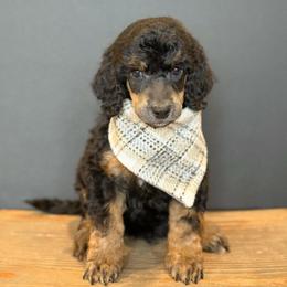 Boq - Phantom male Poodle puppy in Bellville, Ohio from Cedar Ridge Standard Poodles