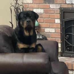 Rottweilers from Touvell