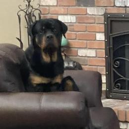 Rottweilers from Touvell
