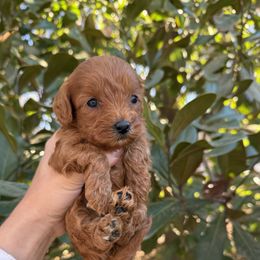 Grace - Red female Cavapoo puppy in Rio Linda, California from VitPom Puppies